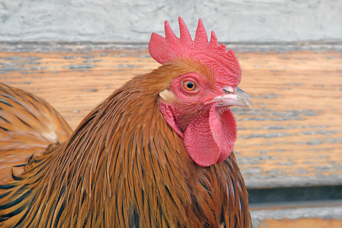 Chicken (Gallus gallus domesticus) (8)