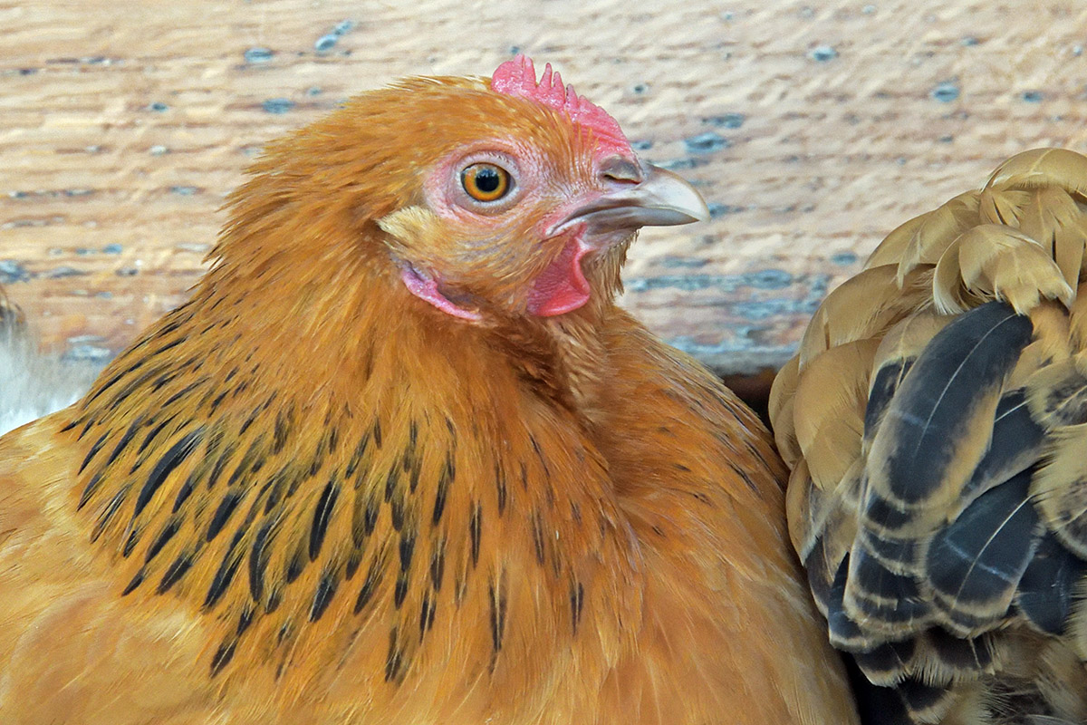 Chicken (Gallus gallus domesticus) (9)
