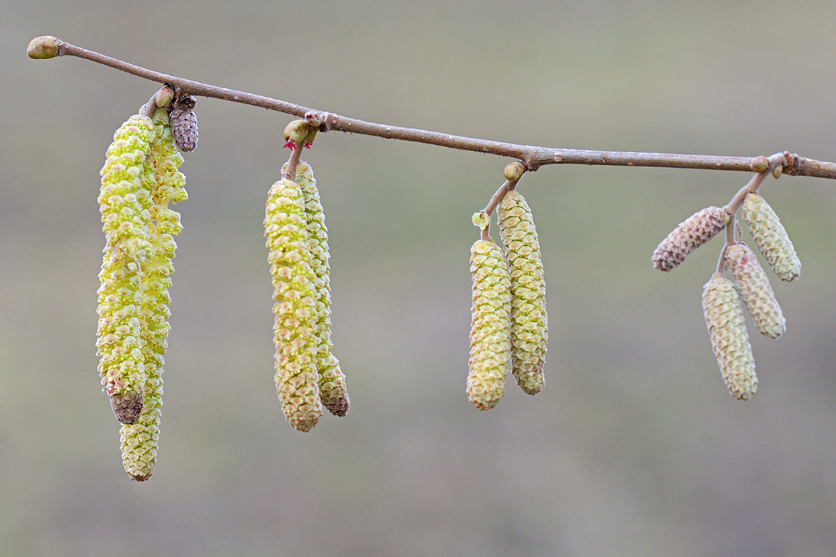 Male Catkins of the Common Hazel (Corylus avellana) (3)
