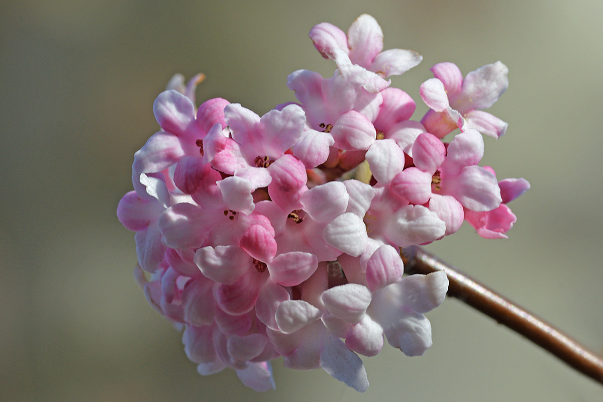 Fragrant Viburnum (Viburnum farreri) (2)