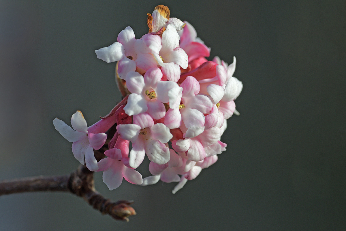 Fragrant Viburnum (Viburnum farreri) (3)
