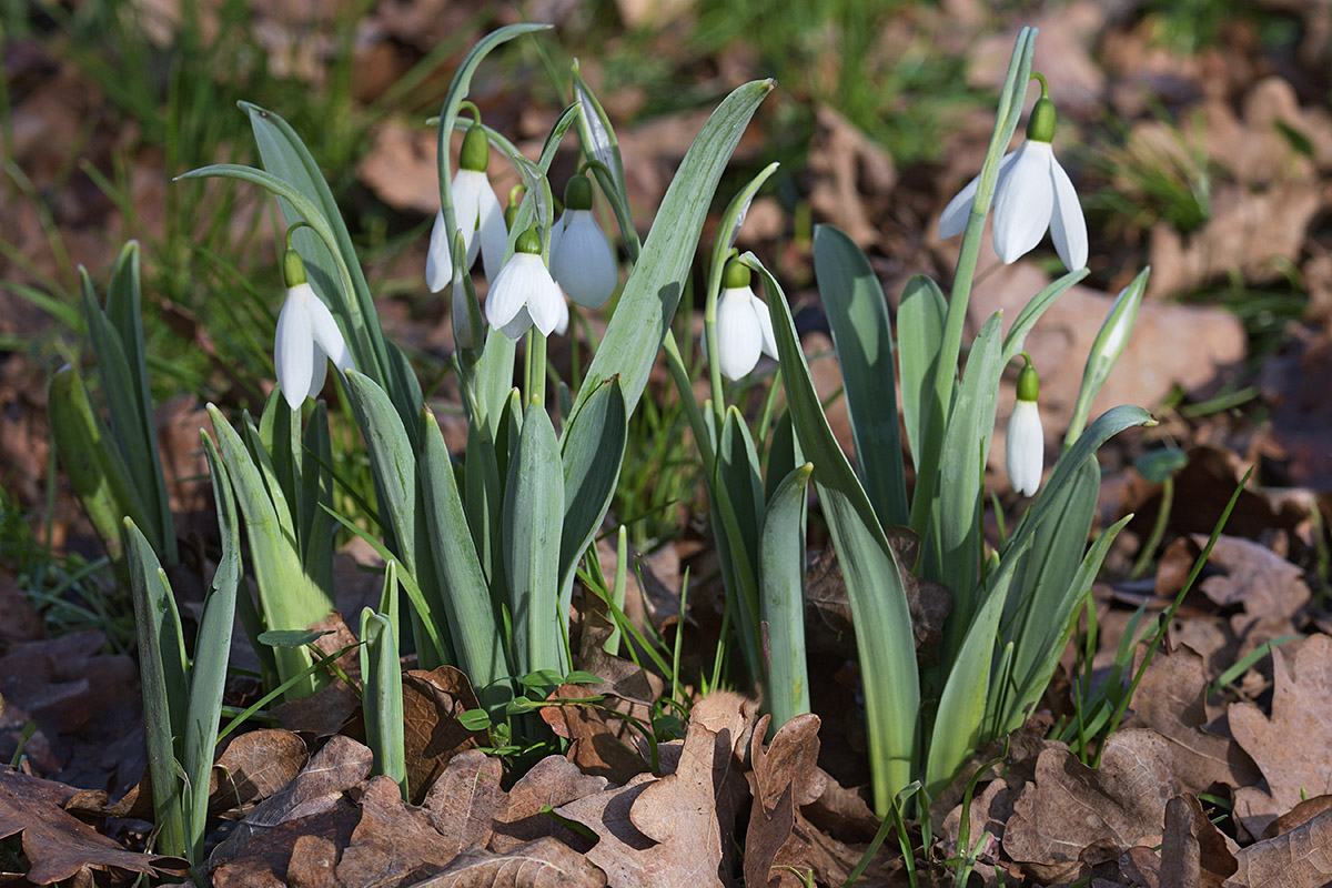 Snowdrops (Galanthus nivalis) (7)