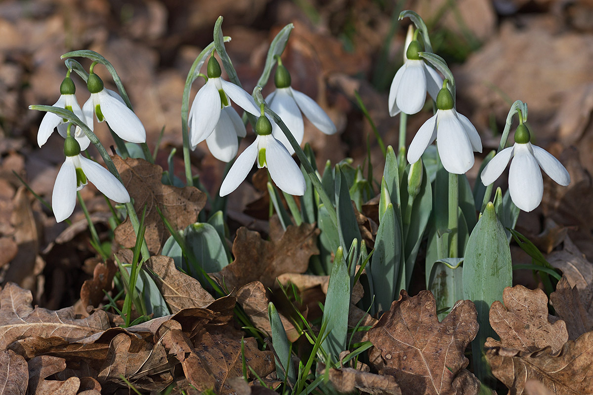 Snowdrops (Galanthus nivalis) (8)