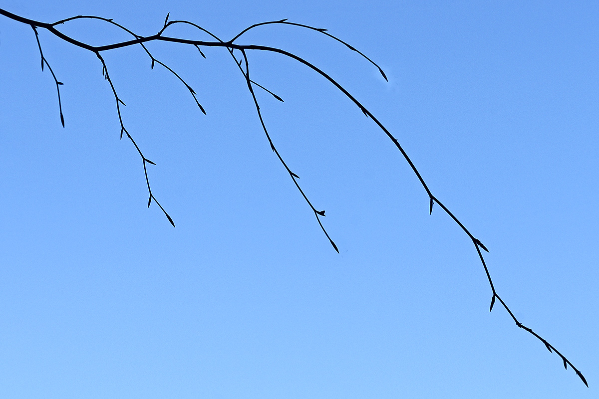 Weeping Beech (Fagus sylvatica ‘Pendula’) (1)