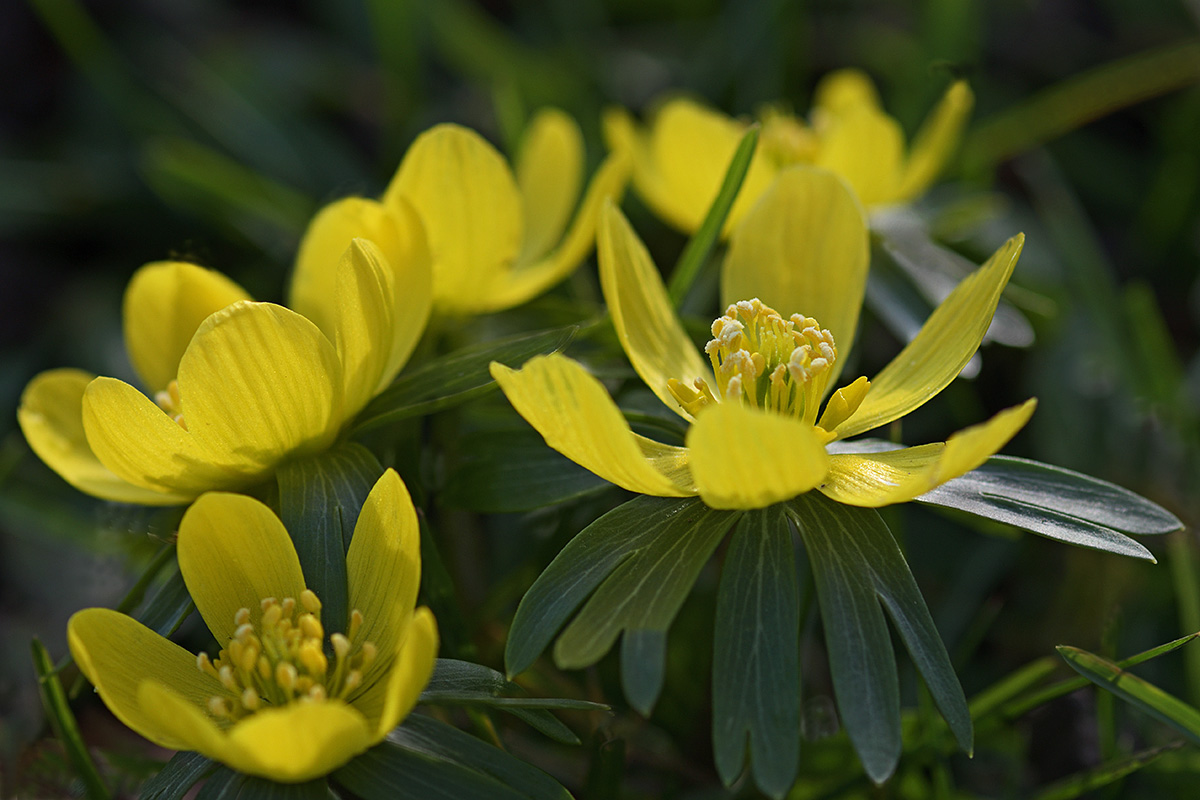 Winter Aconites (Eranthis hyemalis) (13)