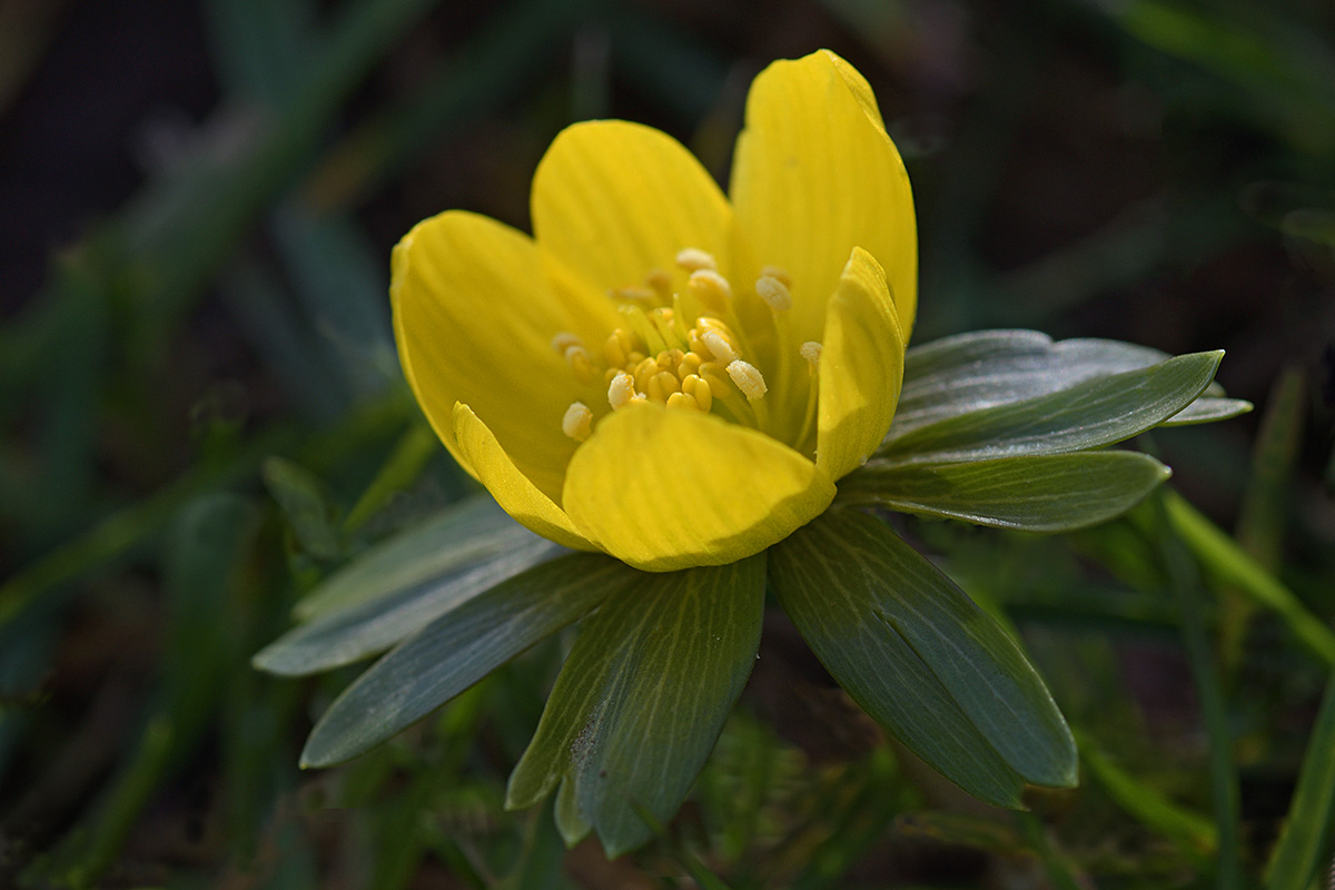 Winter Aconites (Eranthis hyemalis) (14)