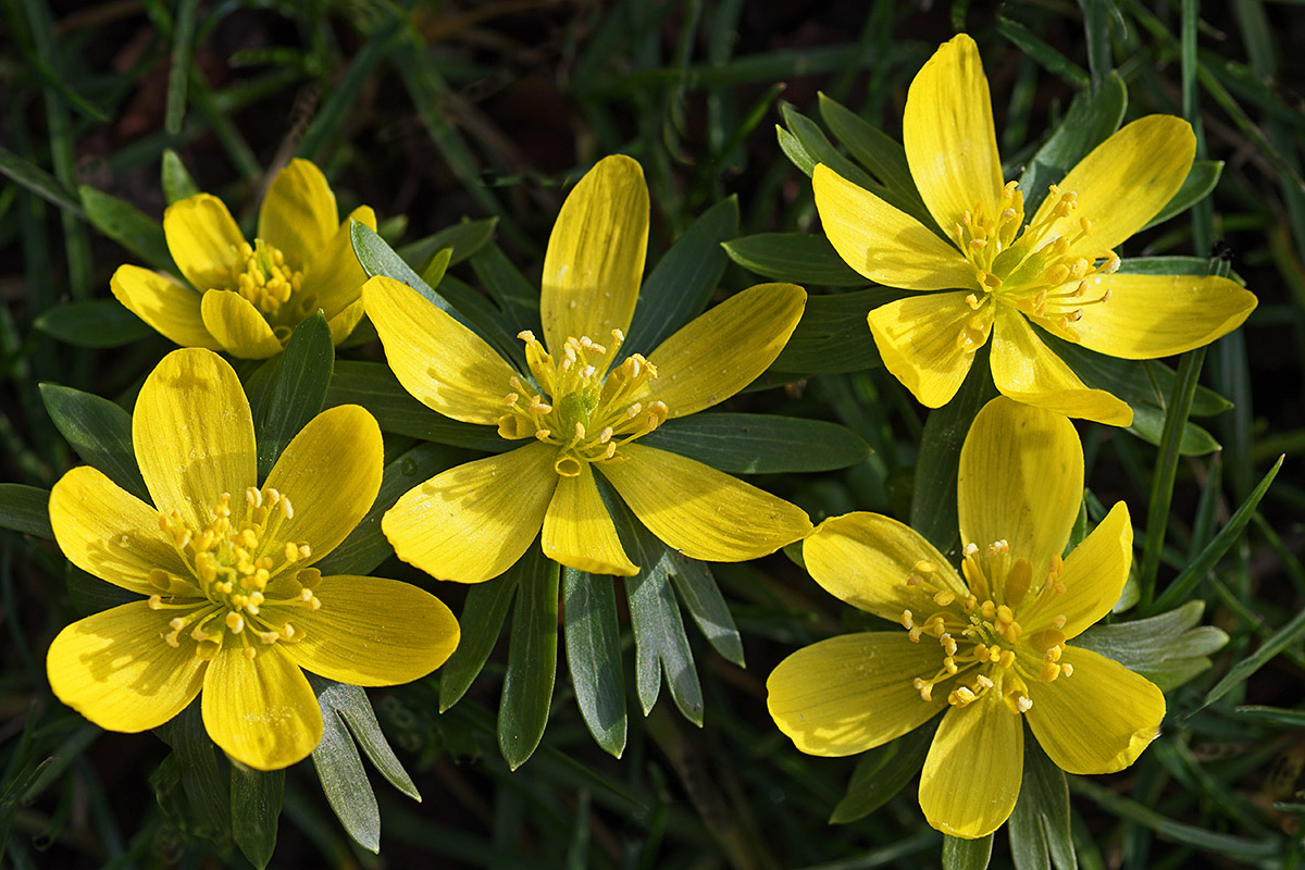 Winter Aconites (Eranthis hyemalis) (15)