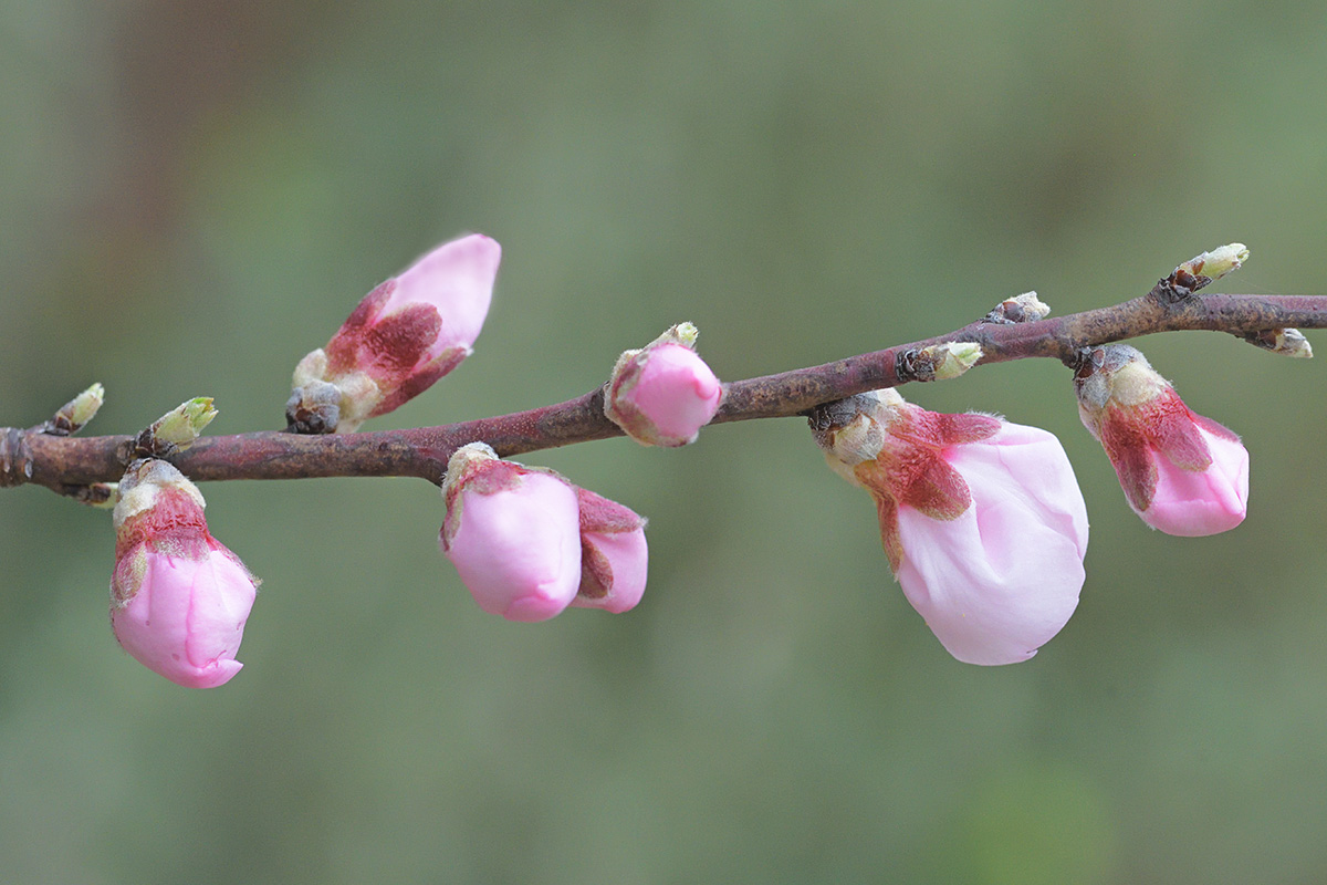 Almond (Prunus dulcis) (2)