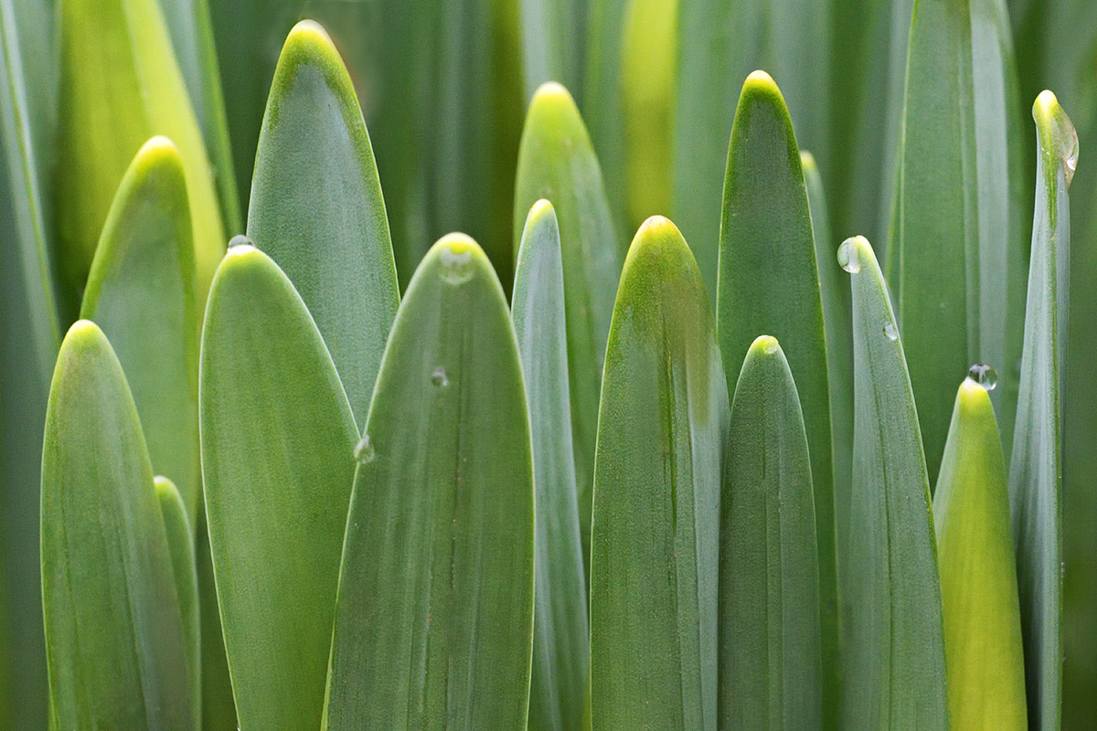 Yellow Trumpet Daffodils (5)