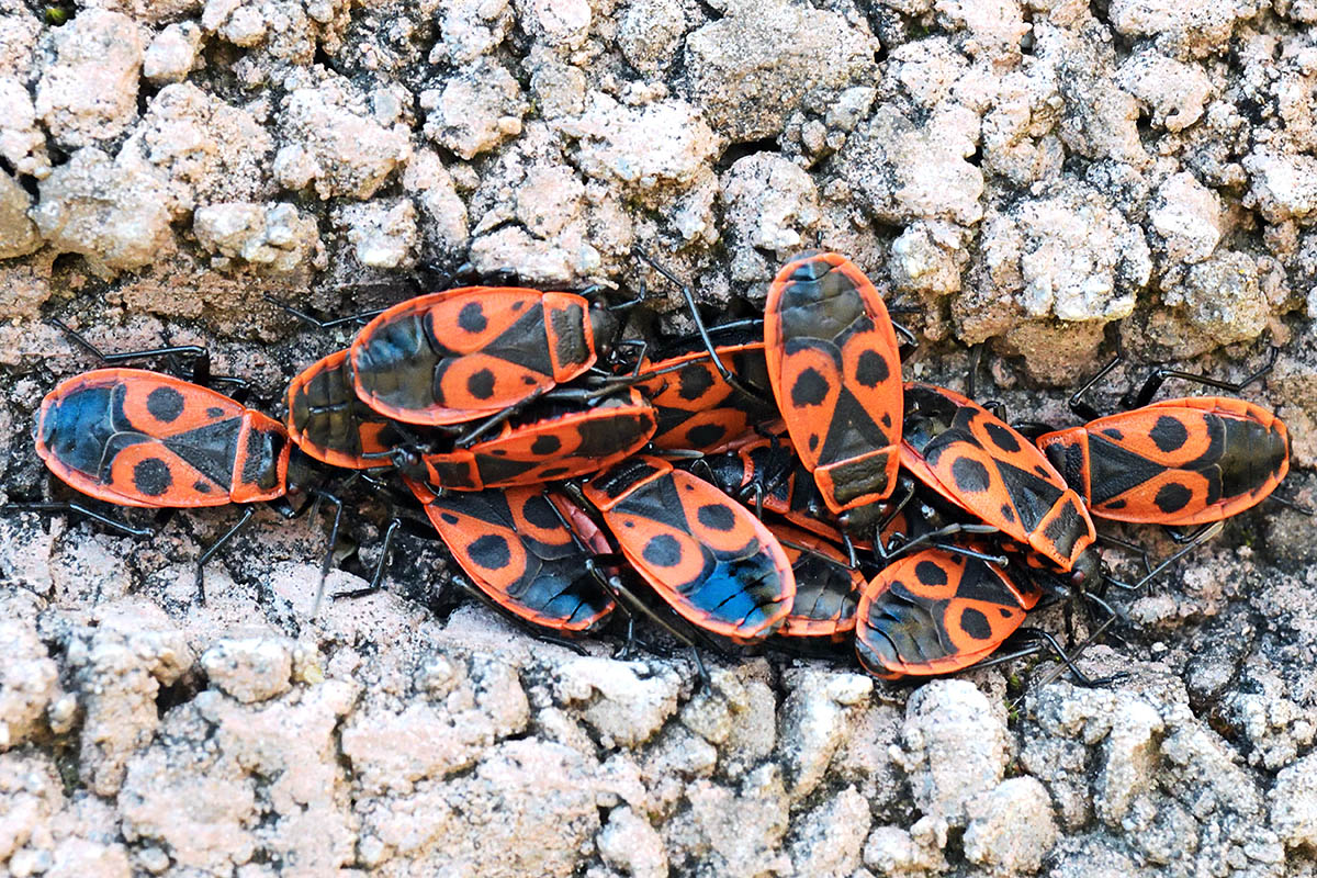 Firebugs (Pyrrhocoris apterus) (7)