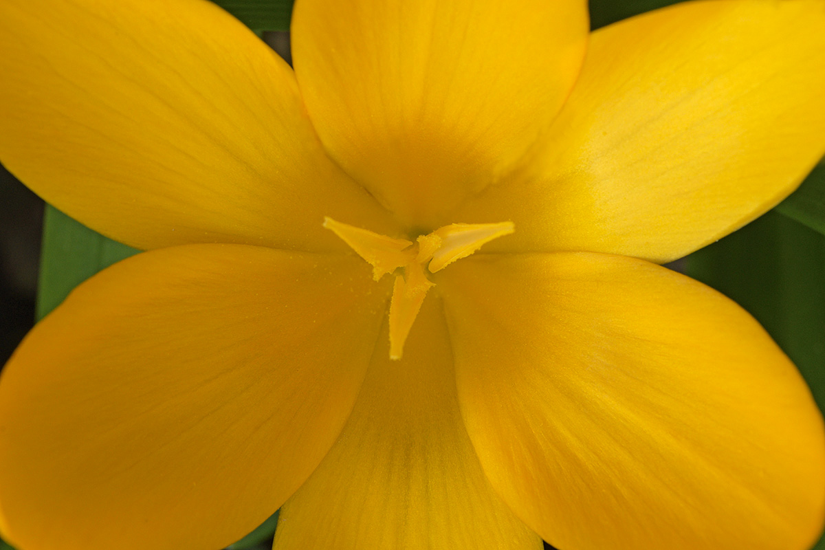 Golden Crocuses (Crocus chrysanthus) (6)