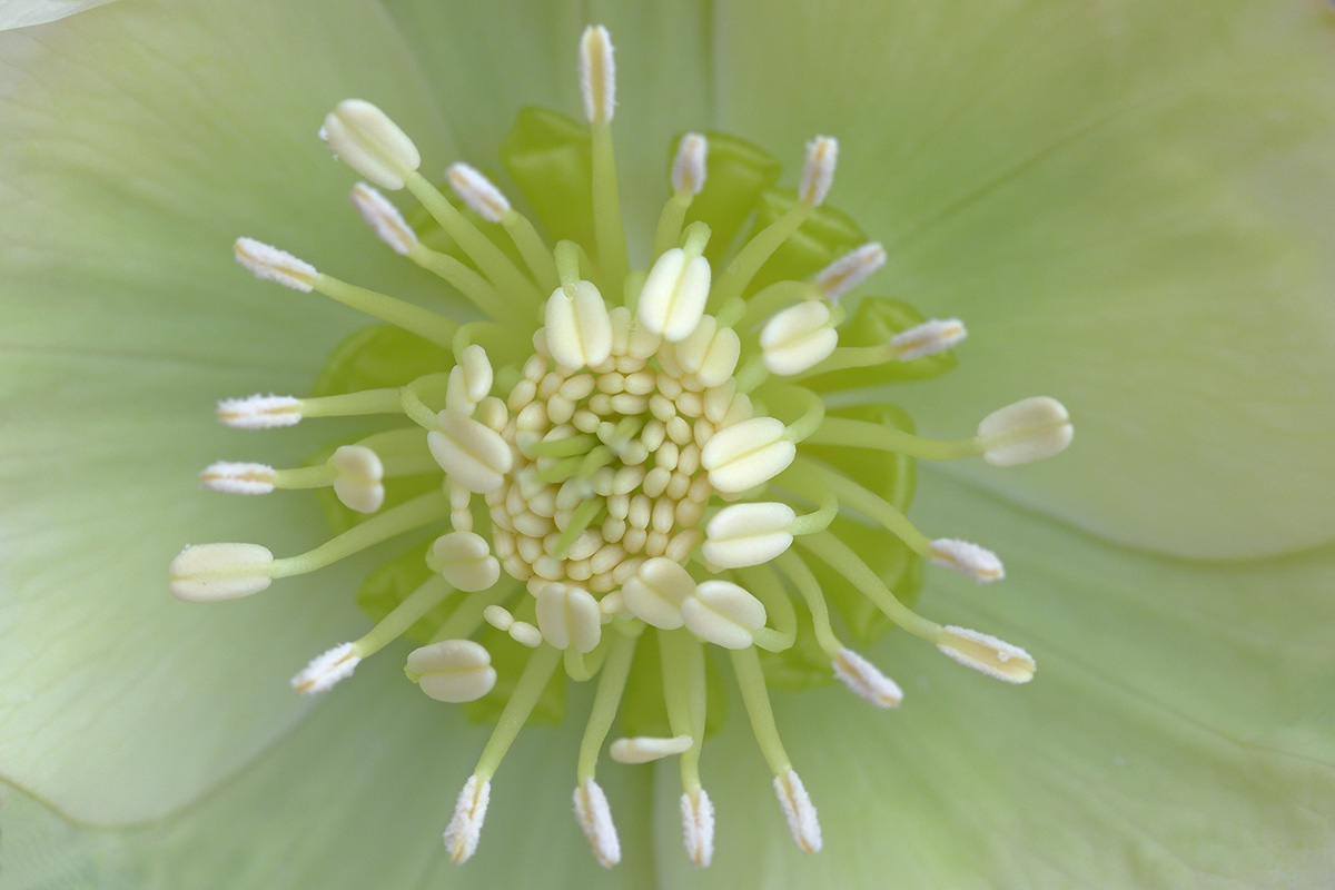 Lenten Rose (Helleborus orientalis) (2)