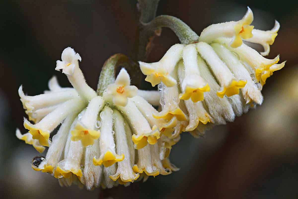 Oriental Paper Bush (Edgeworthia chrysantha) (1)
