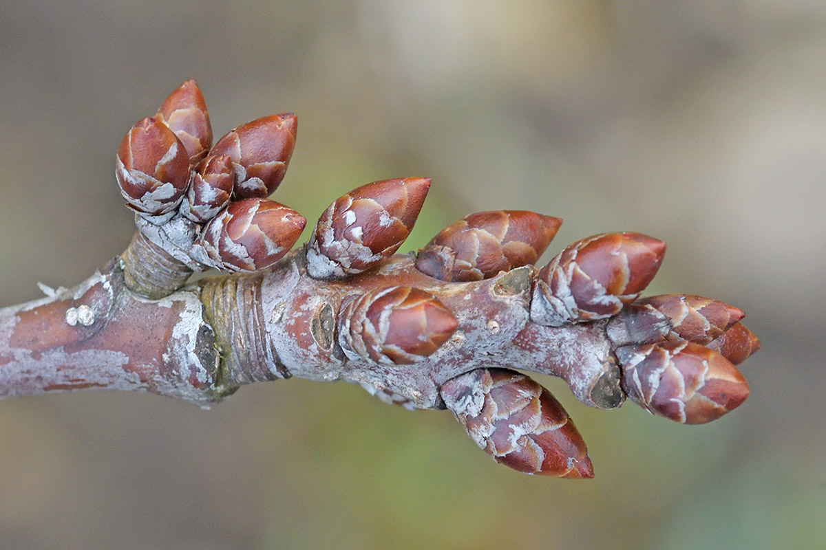 Leaf Buds and Flower Buds (2)