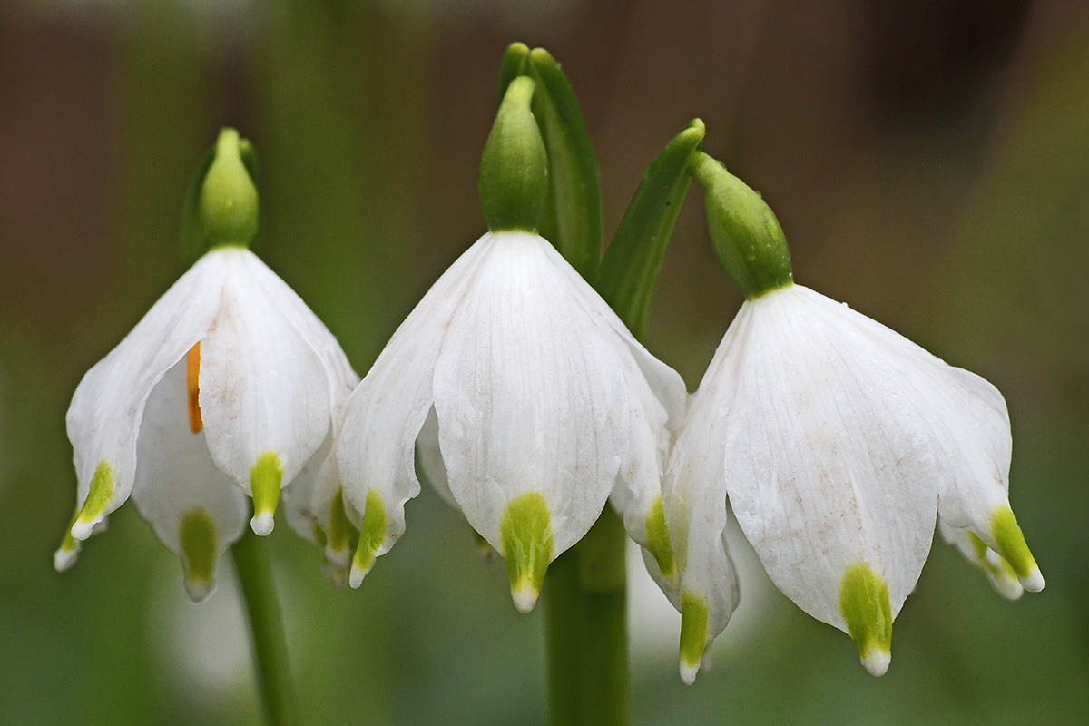 Spring Snowflakes (Leucojum vernum) (3)