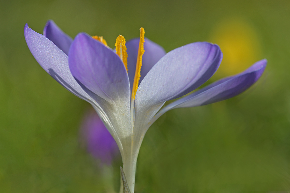 Tommasini’s Crocuses (Crocus tommasinianus) (11)