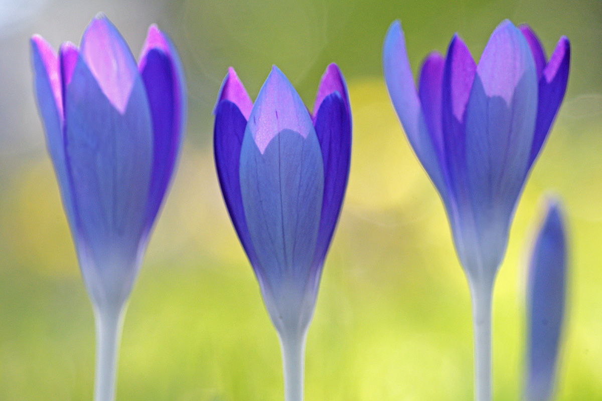 Tommasini’s Crocuses (Crocus tommasinianus) (12)