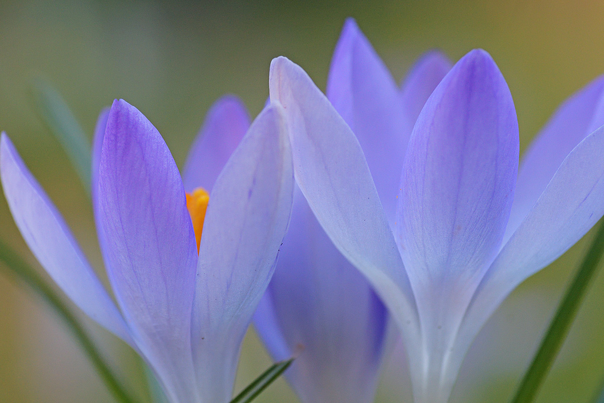 Tommasini’s Crocuses (Crocus tommasinianus) (13)