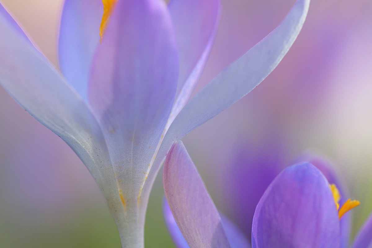 Tommasini’s Crocuses (Crocus tommasinianus) (14)