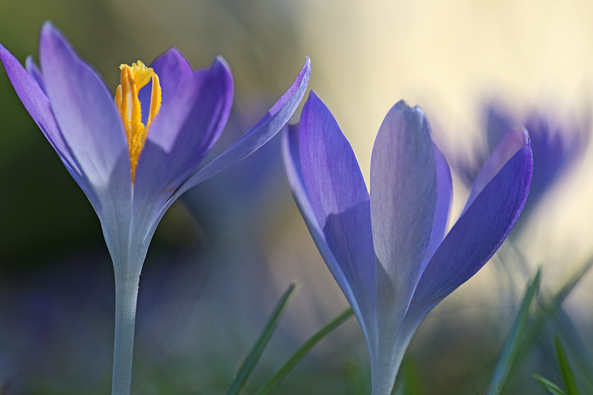 Tommasini’s Crocuses (Crocus tommasinianus) (15)