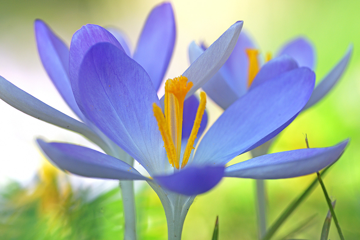 Tommasini’s Crocuses (Crocus tommasinianus) (16)