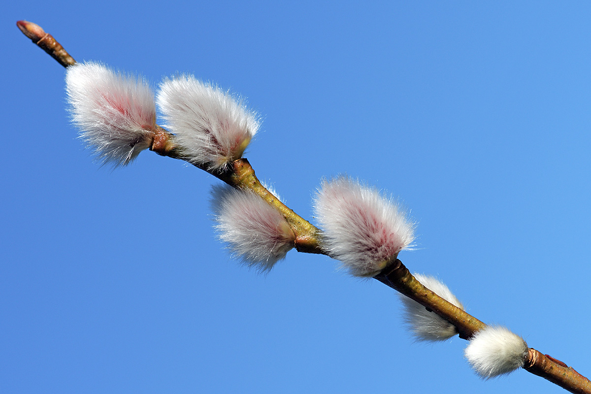 Willow Catkins (Salix caprea) (3)