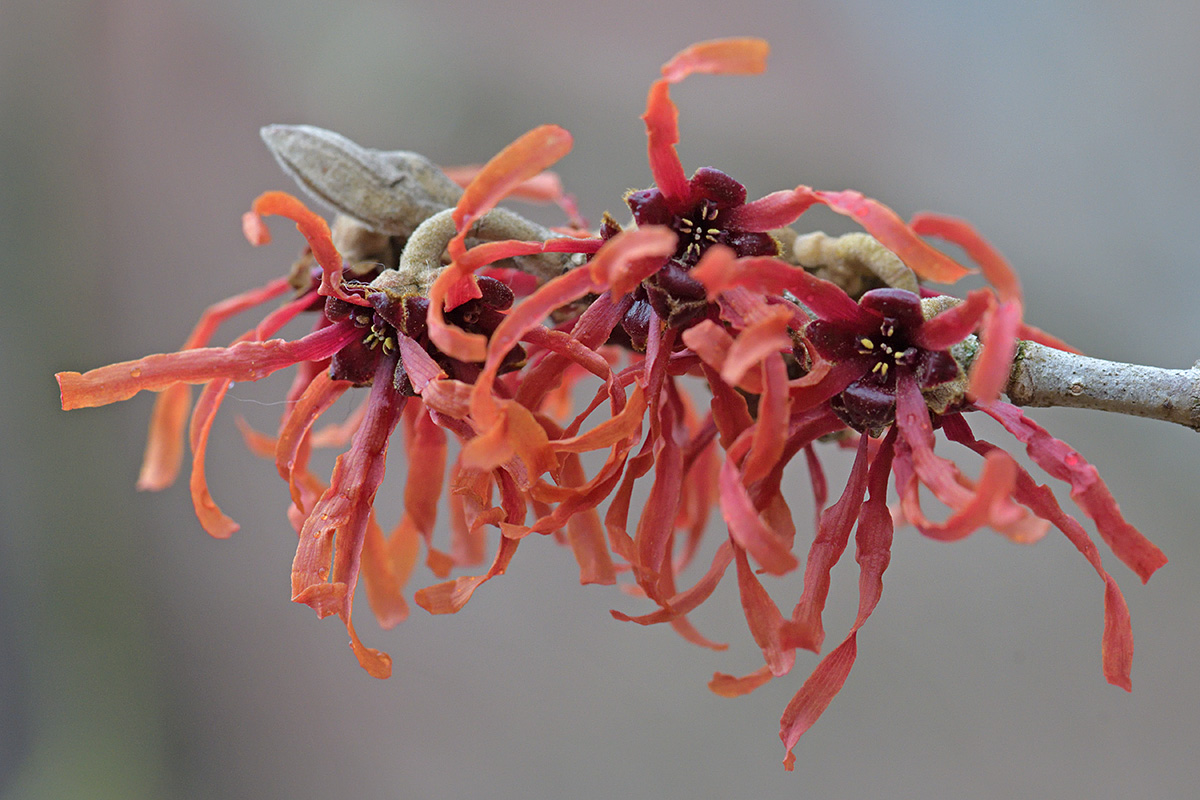 Chinese Witch Hazel (Hamamelis mollis) (5)