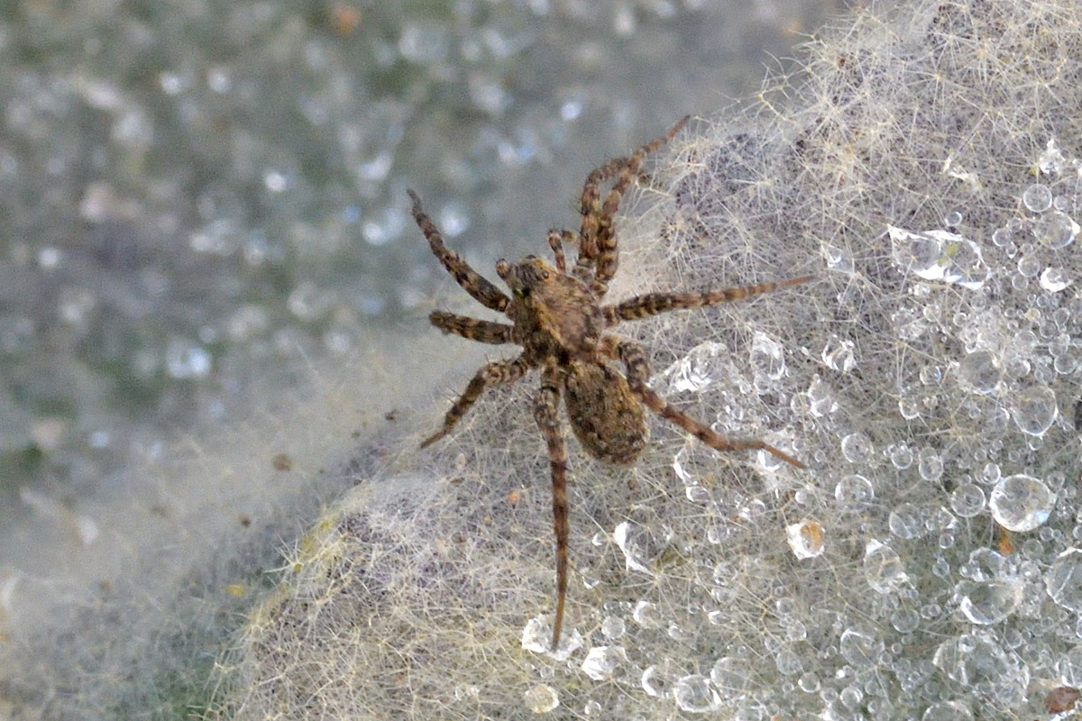 Wolf Spider (4)