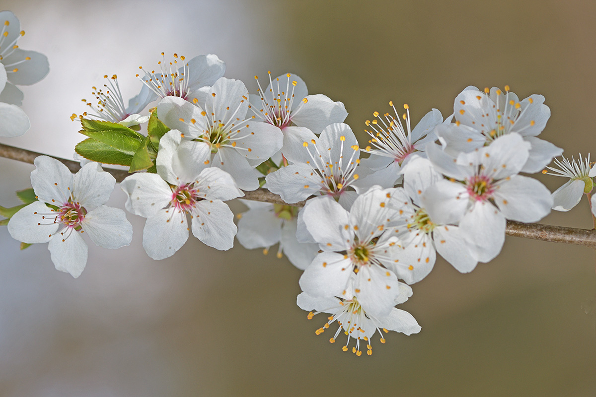Cherry Plum (Prunus cerasifera) (1)