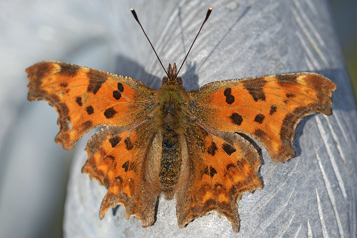 Comma Butterfly (Polygonia c-album) (2)