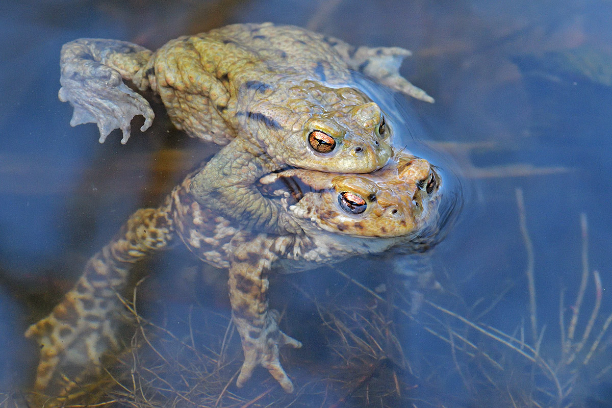 Common Toads (Bufo bufo) (13)