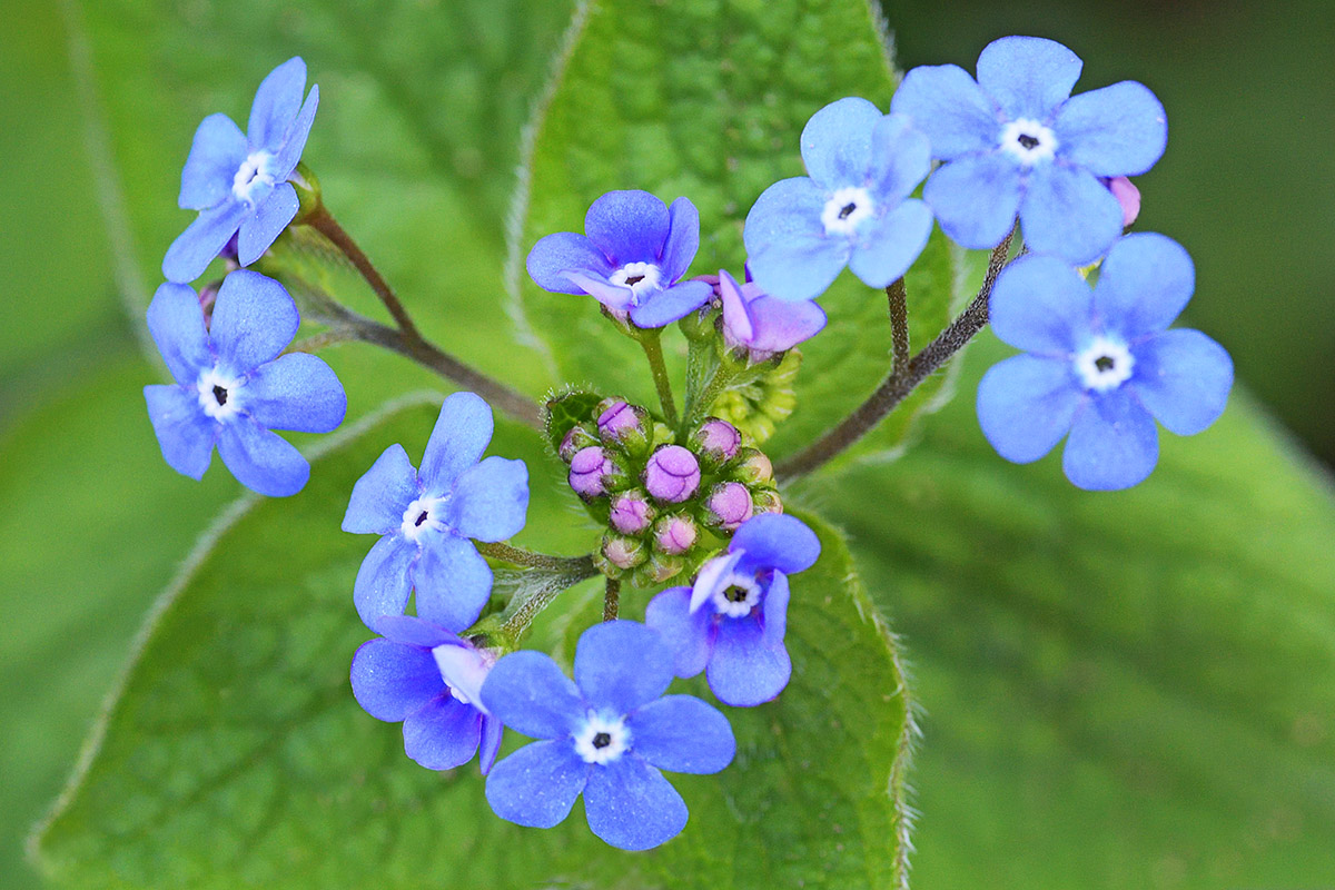 Forget-Me-Not (Myosotis) (3)