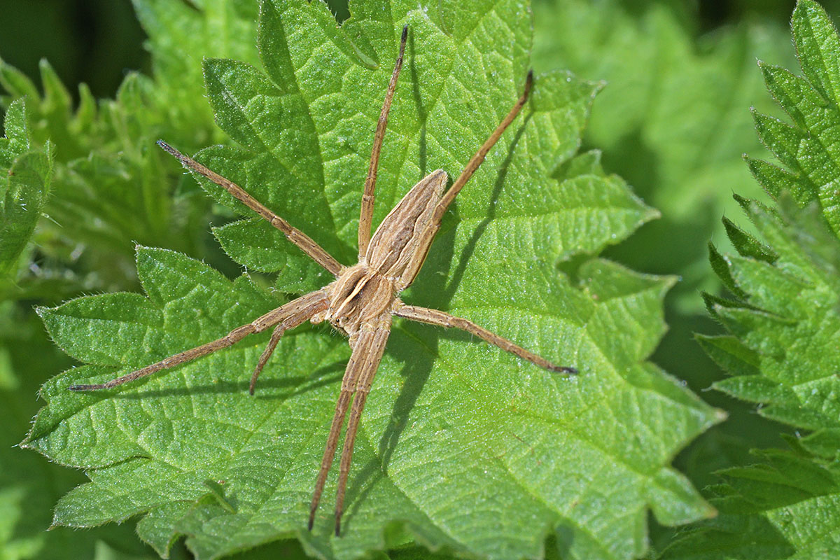 Nursery Web Spider (Pisaura mirabilis) (2)