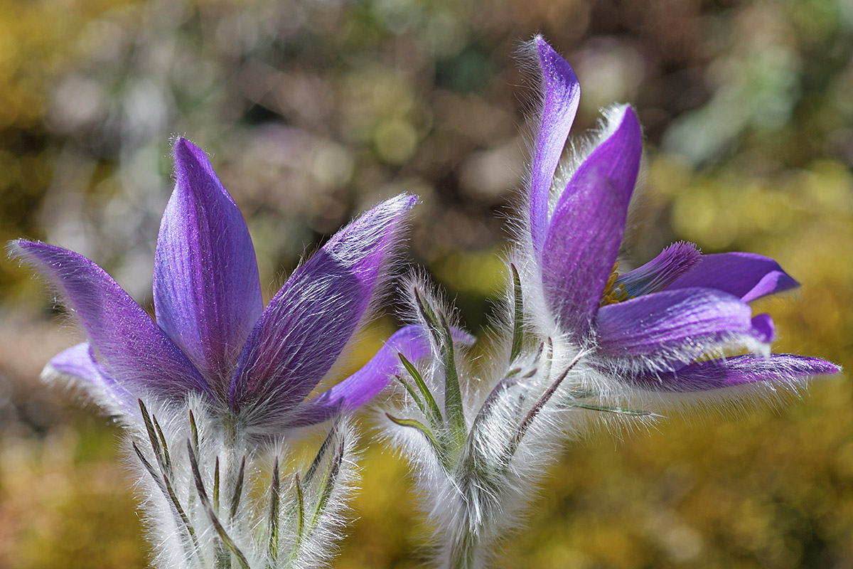 Pasque Flowers (Pulsatilla vulgaris) (2)
