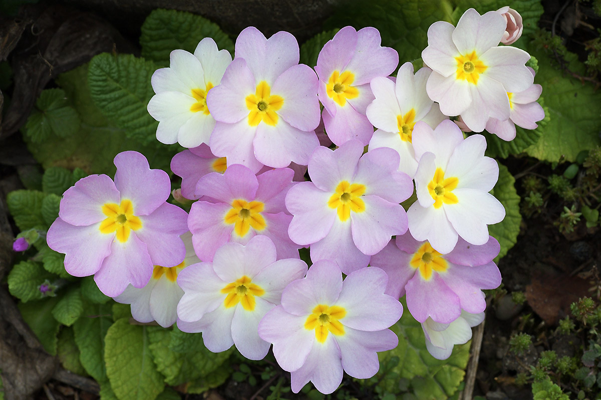 Primrose (Primula vulgaris) (2)