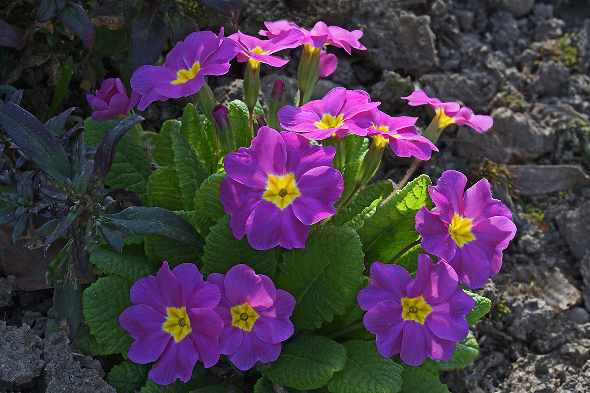 Primrose (Primula vulgaris) (3)