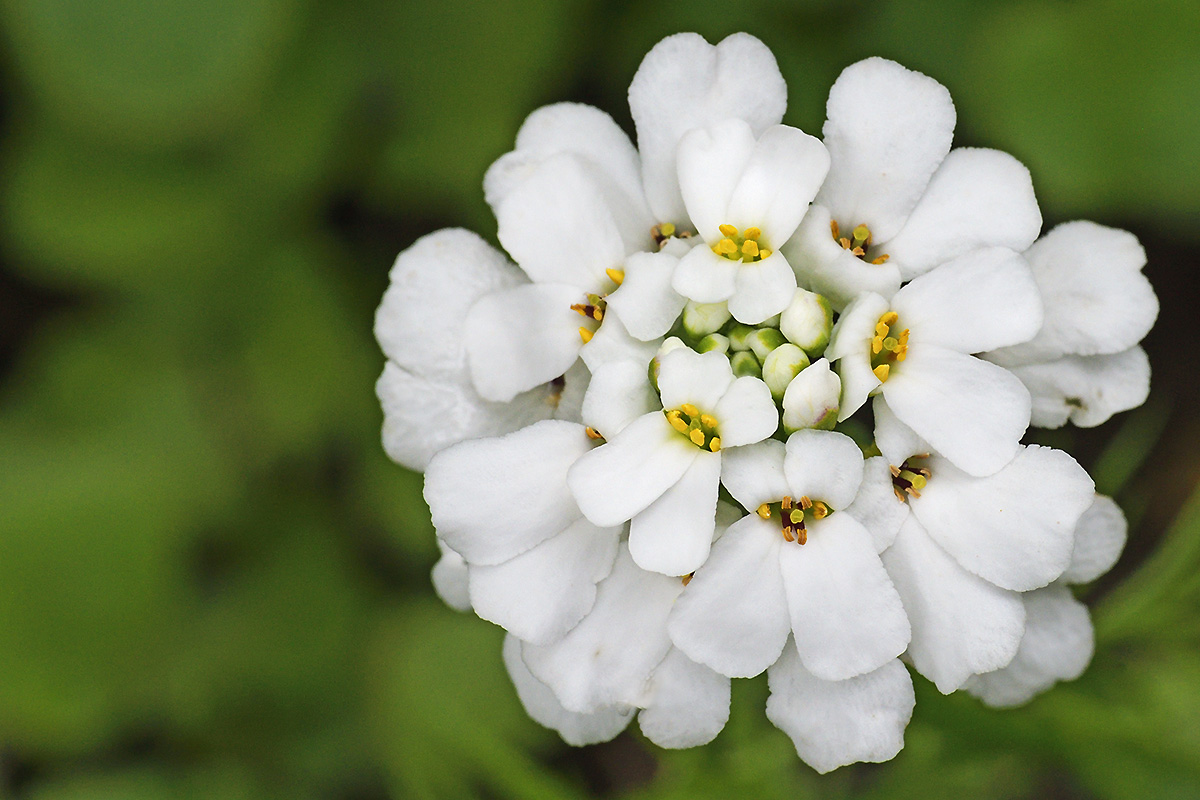 Candytuft (Iberis sempervirens) (1)