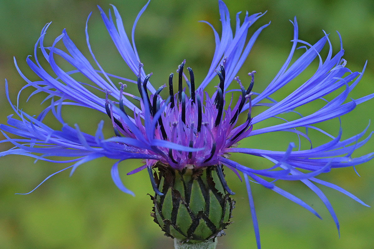 Mountain Cornflower (Cyanus montanus) (1)