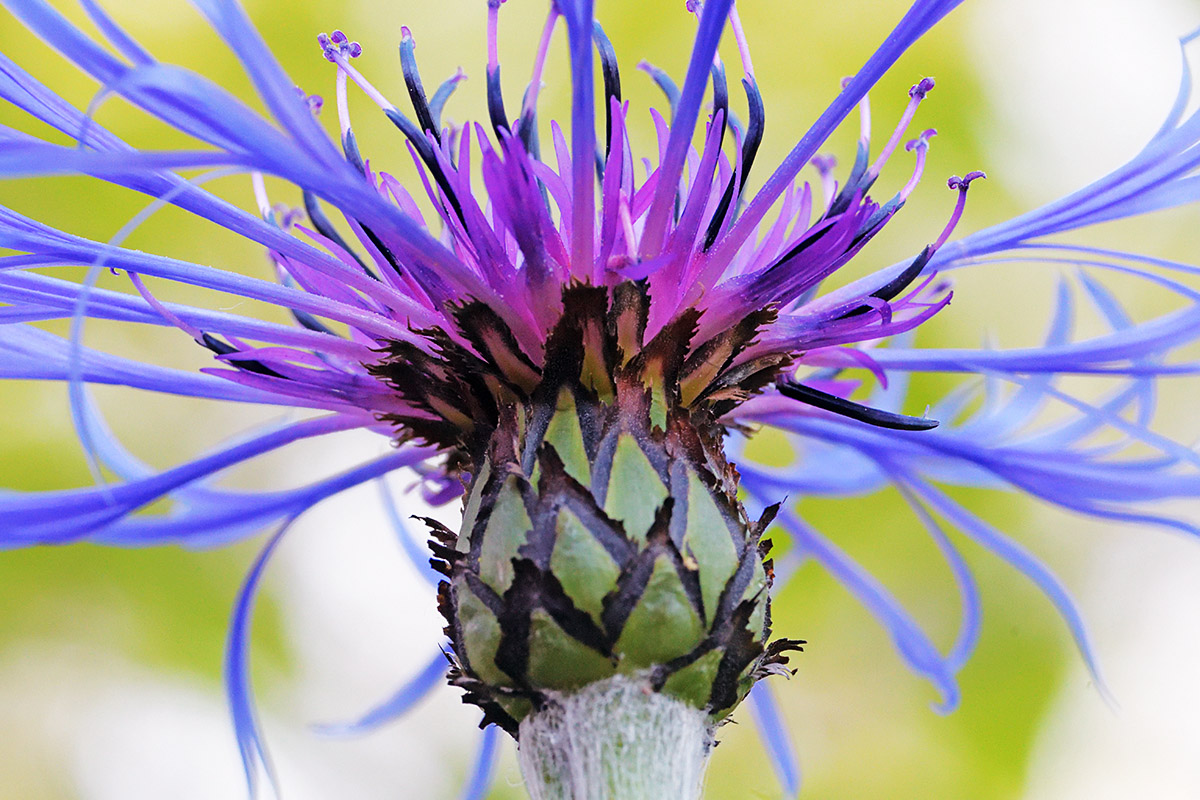 Mountain Cornflower (Cyanus montanus) (2)