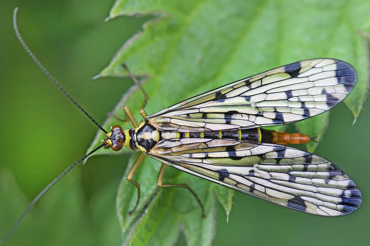 Scorpion Fly (Panorpa communis) (9)
