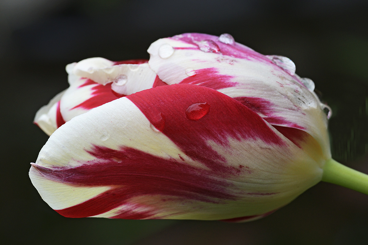 Tulip (Tulipa gesneriana) (7)