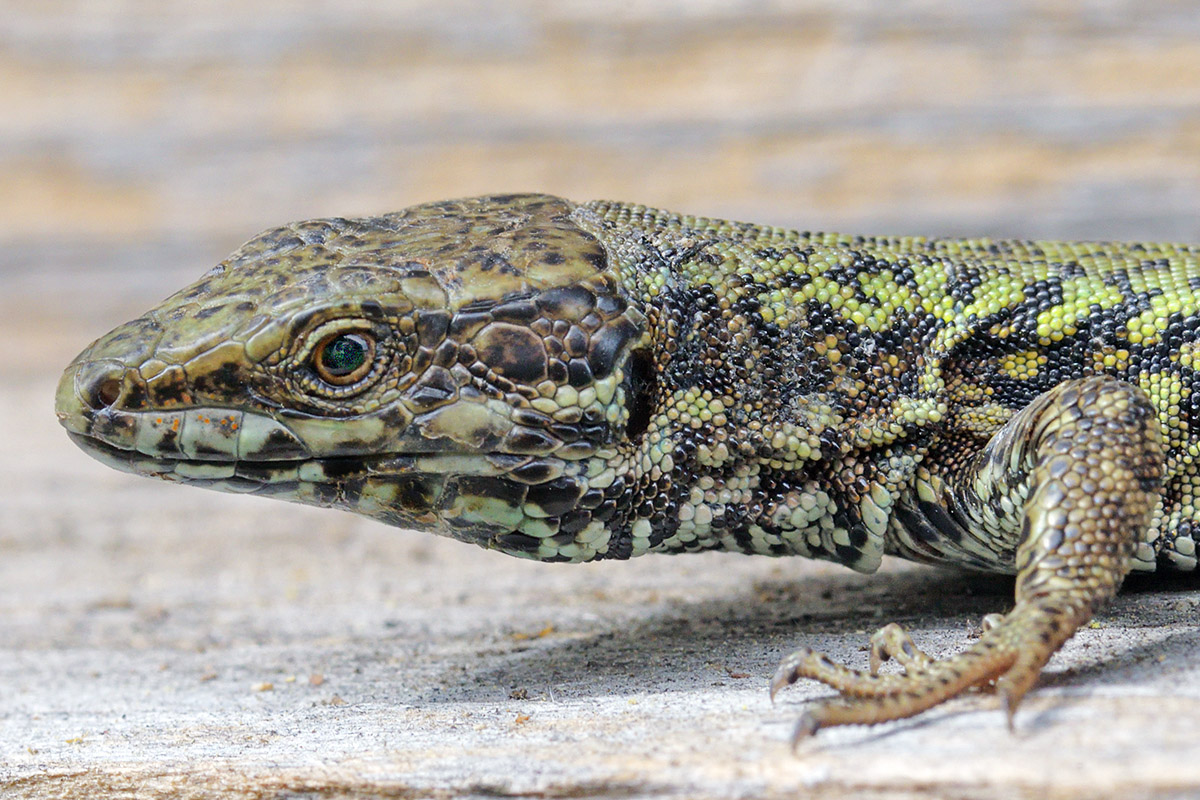 Wall Lizard (Podarcis muralis) (6)