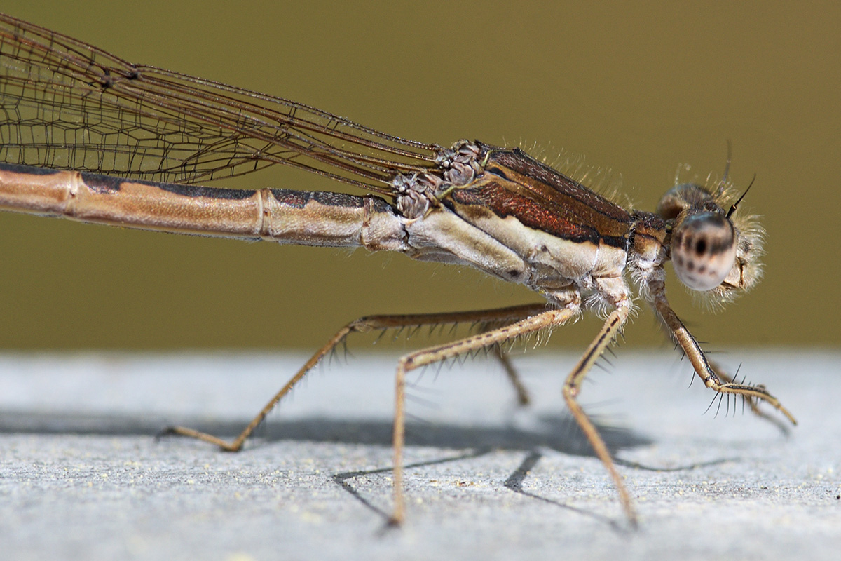 Common Winter Damselfly (Sympecma fusca) (2)
