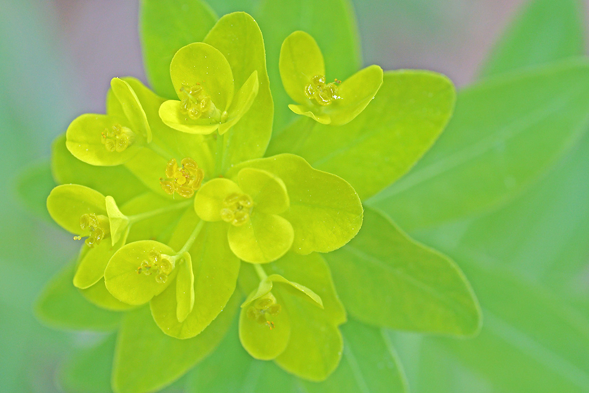 Wood Spurge (Euphorbia amygdaloides) (3)