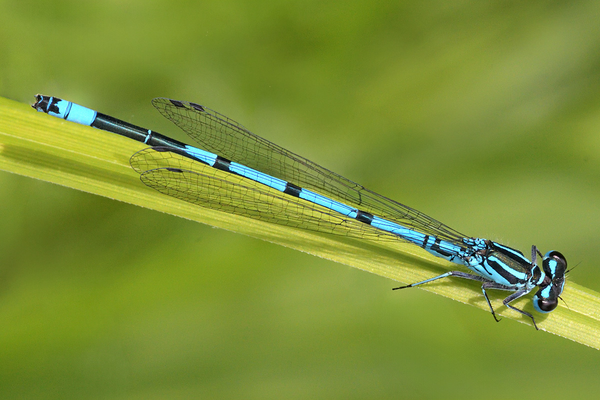 Azure Damselfly (Coenagrion puella) (2)