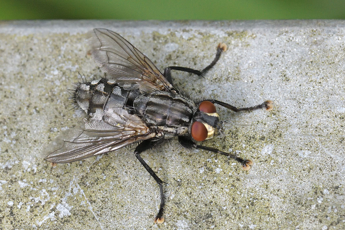 Marbled Grey Flesh Fly (Sarcophaga carnaria) (1)