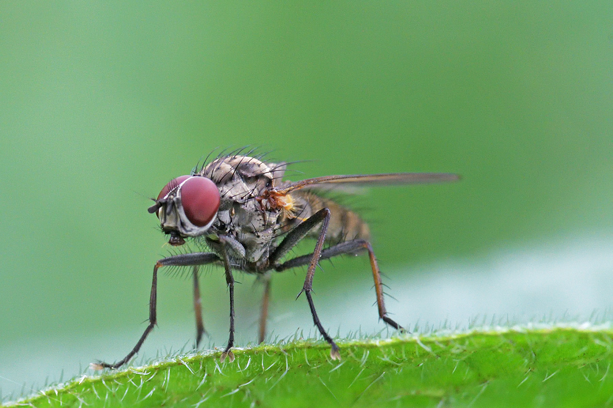 Flower Fly (Anthomyiidae) (4)