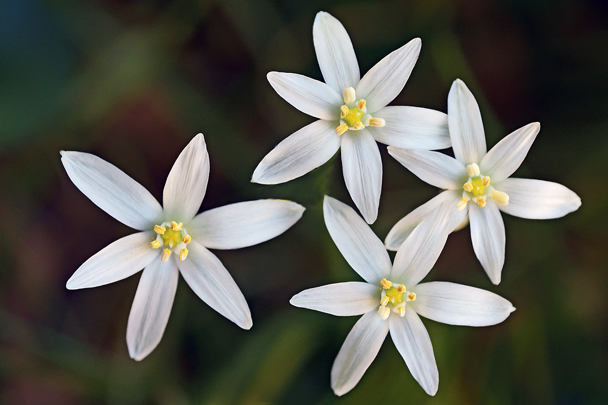 Grass Lily (Ornithogalum umbellatum) (3)
