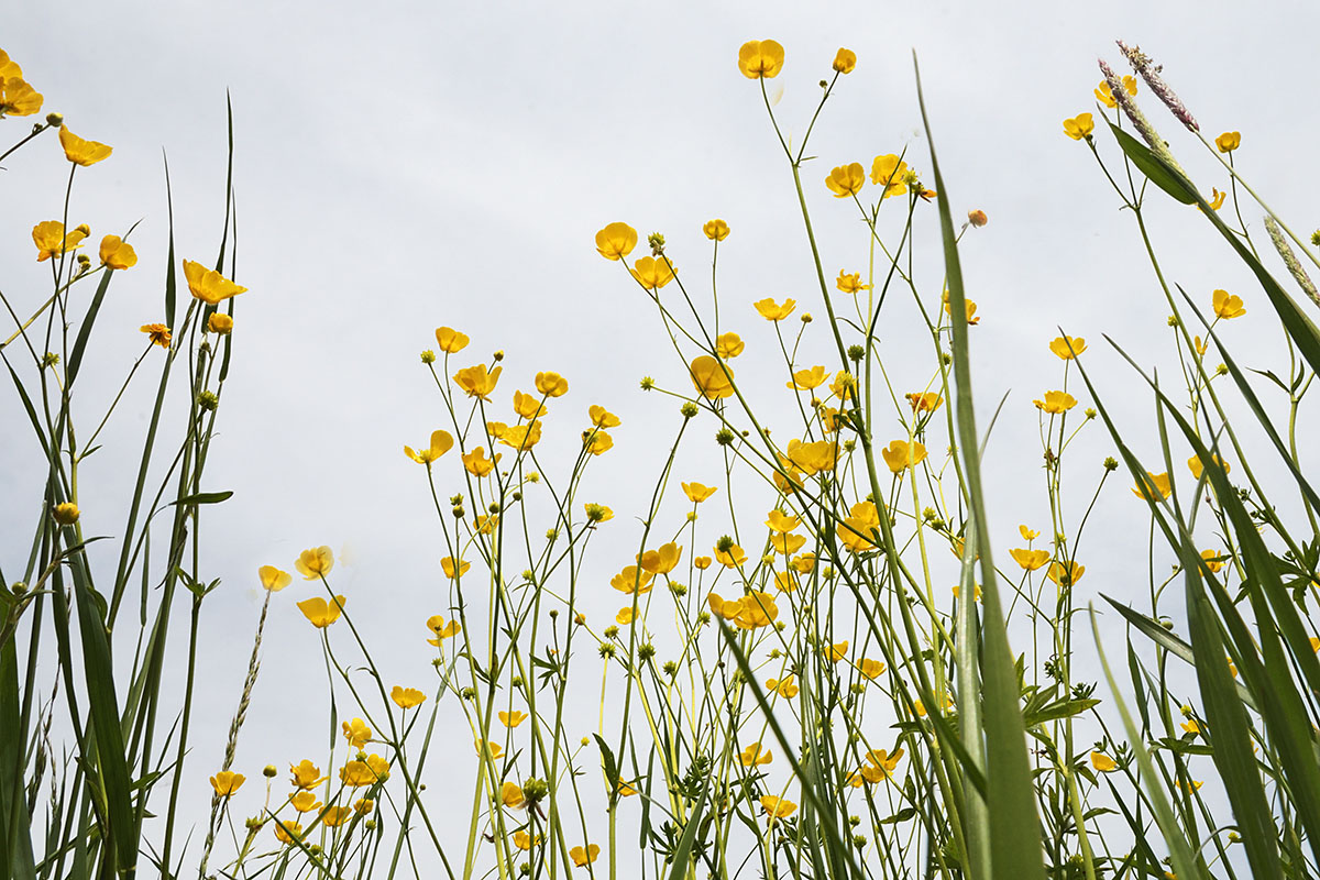 Spring Meadow) (1)