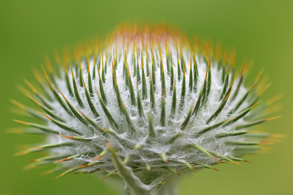 Cotton Thistle (Onopordum acanthium) (1)